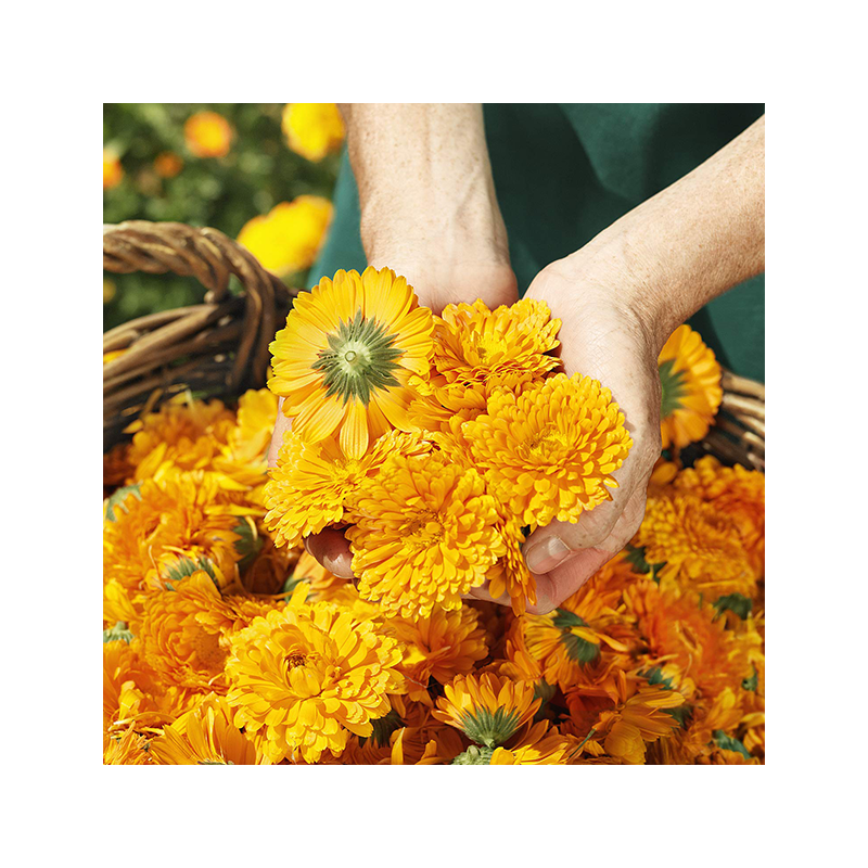 WELEDA Baby Calendula Wound Protection Cream Asli Lokal Luar Negeri